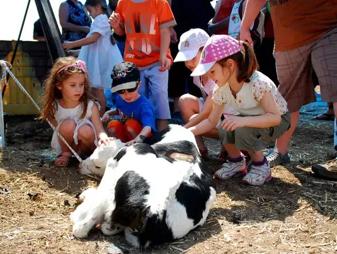 תחרות מלכת היופי של הפרות בישראל,בבאר טוביה יוני 2011 (שי מכלוף) תחרות מלכת היופי של הפרות בישראל,בבאר טוביה יוני 2011 (שי מכלוף)
