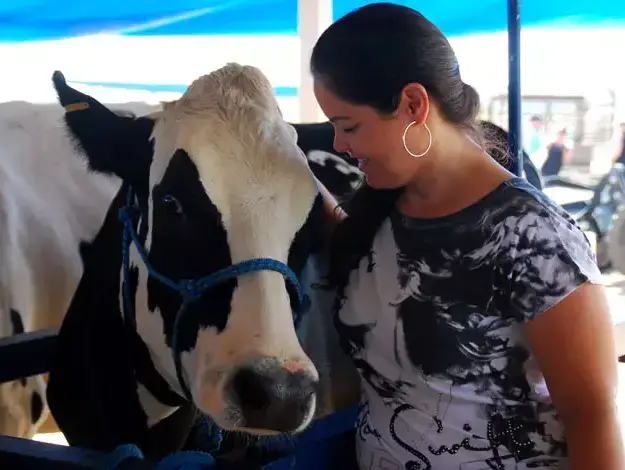 תחרות מלכת היופי של הפרות בישראל,בבאר טוביה יוני 2011 (שי מכלוף) תחרות מלכת היופי של הפרות בישראל,בבאר טוביה יוני 2011 (שי מכלוף)