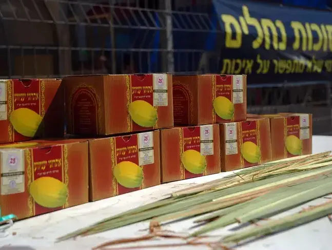 סוכות (שי מכלוף) סוכות (שי מכלוף)