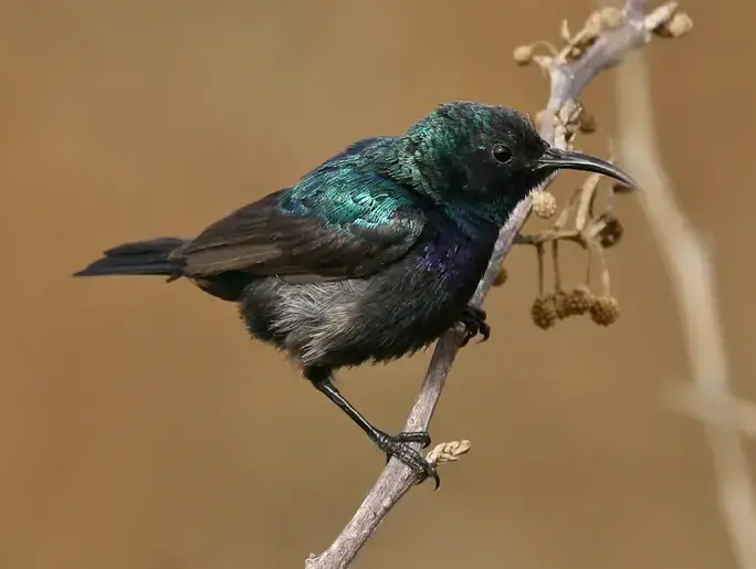 צופית (אודי קורן) צופית (אודי קורן)