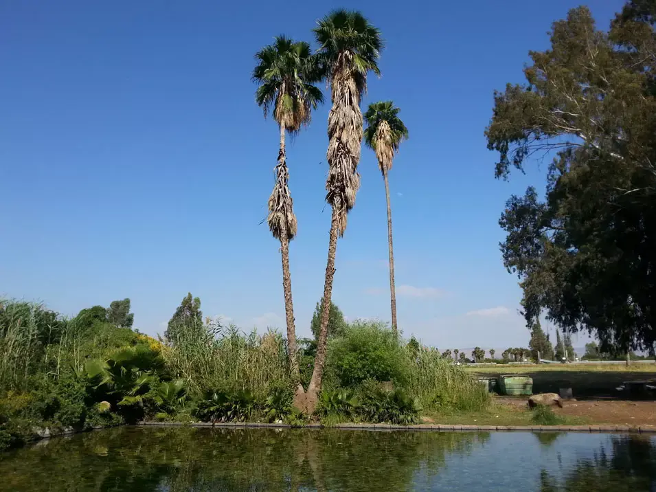 מעיין עין נון (יח"צ , זיו ריינשטיין) מעיין עין נון (יח"צ , זיו ריינשטיין)