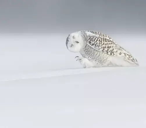 צילומים של הנשיונל ג'יאוגרפיק 2015 (אתר רשמי , National Geographic) צילומים של הנשיונל ג'יאוגרפיק 2015 (אתר רשמי , National Geographic)