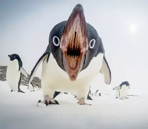 צילומים של הנשיונל ג'יאוגרפיק 2015 (אתר רשמי , National Geographic) צילומים של הנשיונל ג'יאוגרפיק 2015 (אתר רשמי , National Geographic)