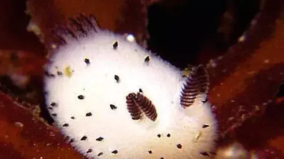 ×ª××× × ×§×©××¨×