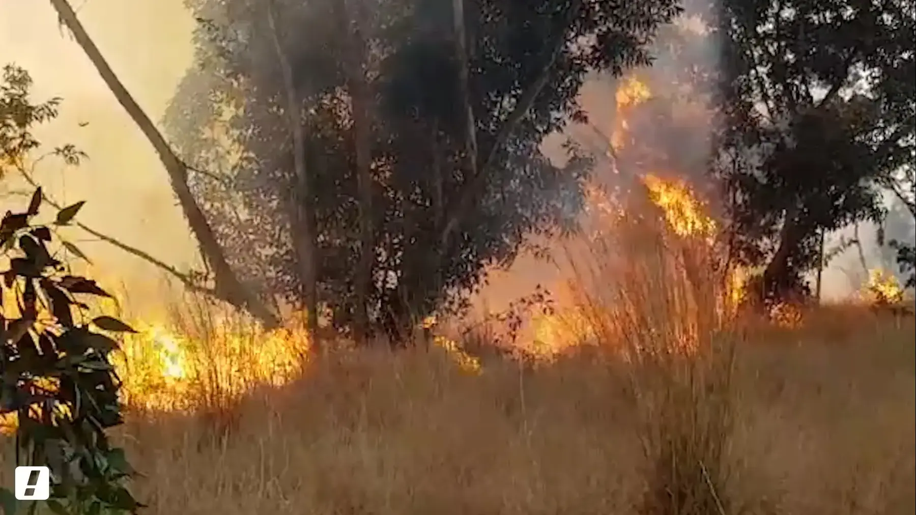 טרור העפיפונים - שריפות רבות פרצו ביער בארי וגרמו לנזקים רבים (מערכת וואלה! NEWS)