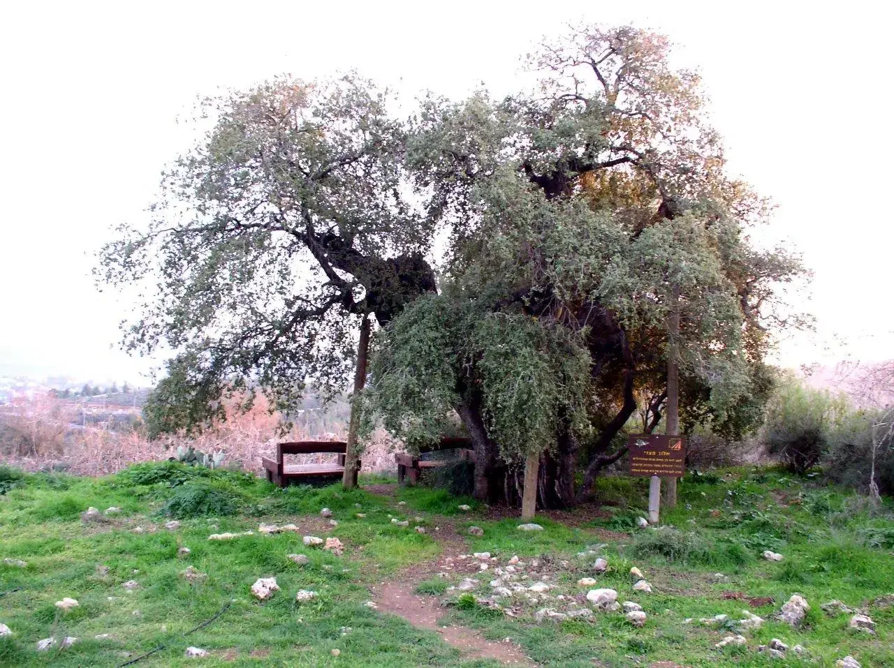 ספסל תל צובה (אייל שפירא , איל שפירא) ספסל תל צובה (אייל שפירא , איל שפירא)