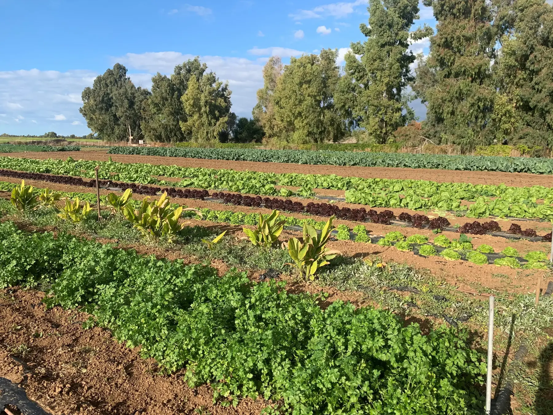 משק מלמד (יעל לאור) משק מלמד (יעל לאור)