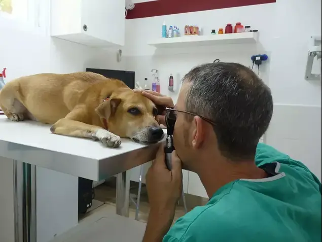 מרפאה וטרינרית הקליניקה (יח"צ)