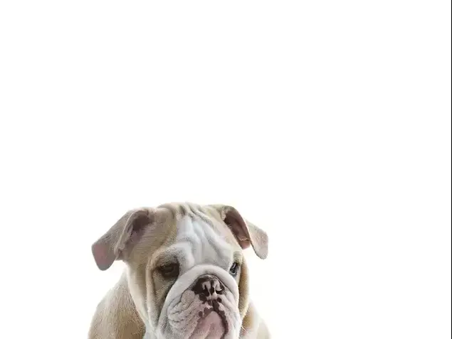 כלב עם גרביים (ShutterStock)