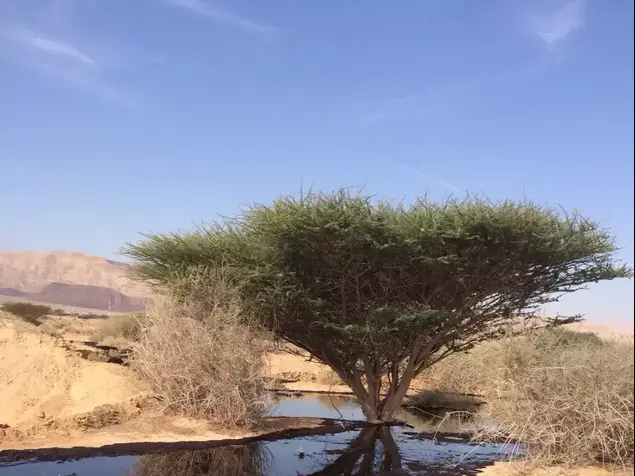 דליפת הנפט ליד באר אורה, באזור כביש הערבה (מערכת וואלה! NEWS , רשות הטבע והגנים)