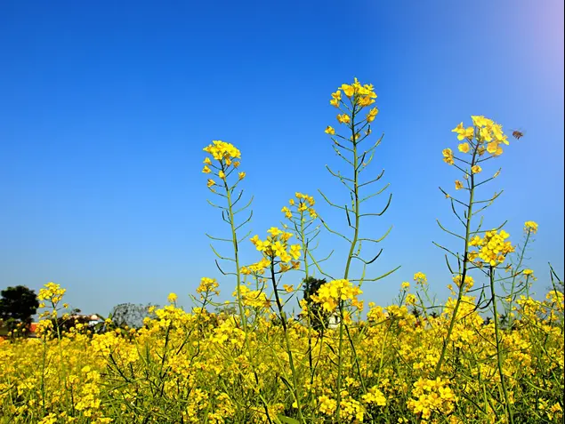 חרדל (ShutterStock)
