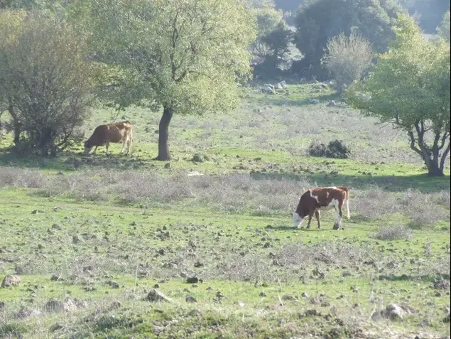 יער אודם (מערכת וואלה! NEWS , איל שפירא)