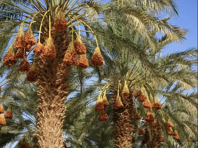 תמרים גדיד בערבה מטע יטבתה (מערכת וואלה! NEWS , טל גולדמן)