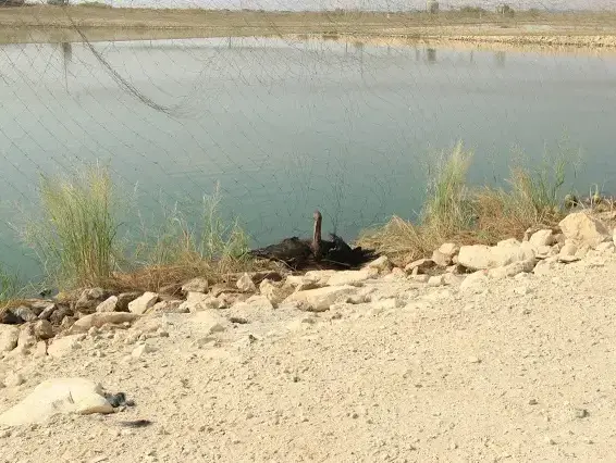 חסידות שחורות ברשתות בבריכות דגים בצפון הארץ. מרץ 2017 (מערכת וואלה! NEWS , קרסטן רודה)