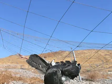 חסידות שחורות ברשתות בבריכות דגים בצפון הארץ. מרץ 2017 (מערכת וואלה! NEWS , קרסטן רודה)
