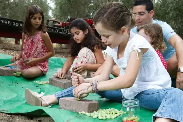 מסיק זיתים, בית הבד שמנא (יח"צ , תומר פדר)
