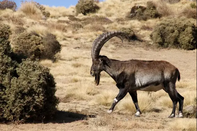 יעל, הרי סימיין, אתיופיה (ShutterStock)