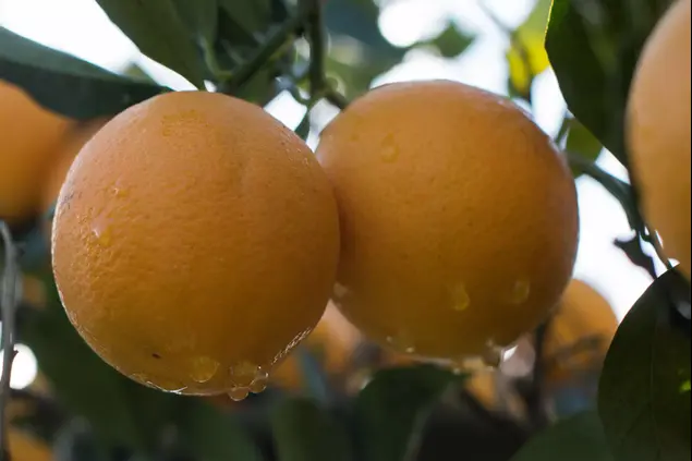 פרדס תפוזי השמוטי של חיים צחורי (נמרוד סונדרס)