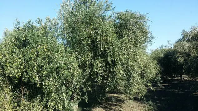 עץ זית מזן קורנייקי בחוות עץ השדה (יח"צ , באדיבות חוות עץ השדה)