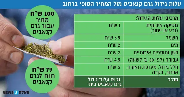 עלות מגדל קנאביס מול המחיר הסופי ברחוב (ShutterStock)