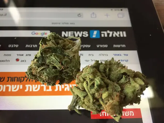 גראס (יח"צ)