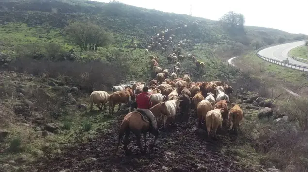 עדר הבקר של יוחאי שניידר, מושב רמות, רמת הגולן (יח"צ , יוחאי שניידר)