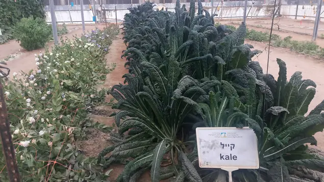 מרכז ויידור בערבה תחנת יאיר לפיתוח החקלאות קייל (מערכת וואלה! NEWS , זיו ריינשטיין)