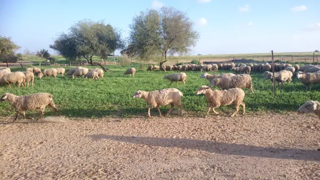 מחלבת צאלה, סמוך לעין הבשור (יח"צ)