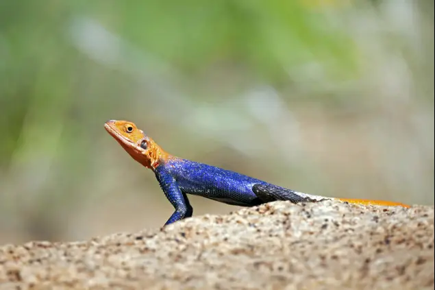 לטאה (GettyImages)