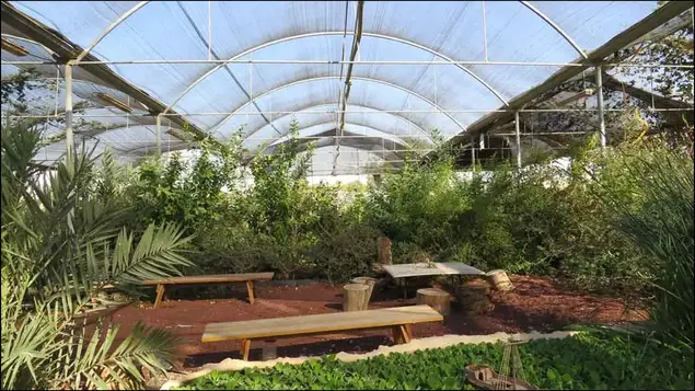 חוות האפרסמון (מערכת וואלה! NEWS , בועז אפרתי)