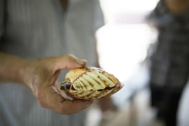 גראטן דגים (יח"צ , אלון מסיקה)