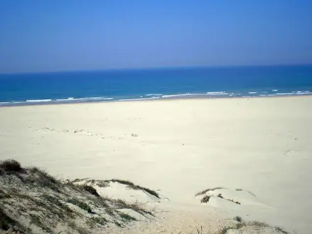 חוף פלמחים (יח"צ , החברה להגנת הטבע)
