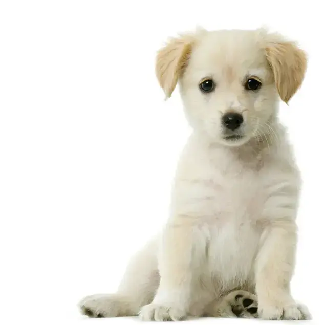 אילוסטרציה (ShutterStock)