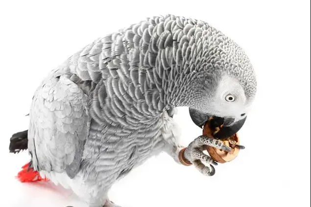 תוכי (ShutterStock)