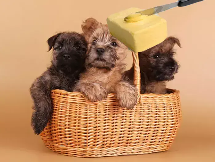 כלבים עם חמאה (ShutterStock) כלבים עם חמאה (ShutterStock)