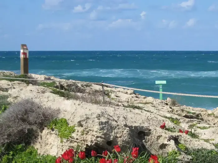 צבעונים, חוף הבונים (רשות הטבע והגנים , רינת רוסו) צבעונים, חוף הבונים (רשות הטבע והגנים , רינת רוסו)