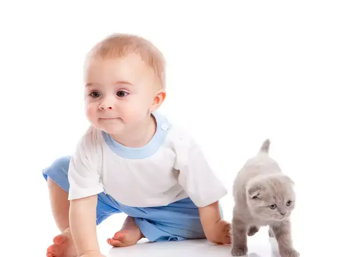 תינוק וגור חתולים סקוטיש פולד אפור (ShutterStock , NatUlrich) תינוק וגור חתולים סקוטיש פולד אפור (ShutterStock , NatUlrich)