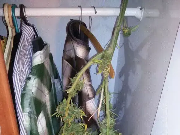שתילי מריחואנה התגלו בבית מורה להיסטוריה ואזרחות (יח"צ , מג"ב מרכז) שתילי מריחואנה התגלו בבית מורה להיסטוריה ואזרחות (יח"צ , מג"ב מרכז)