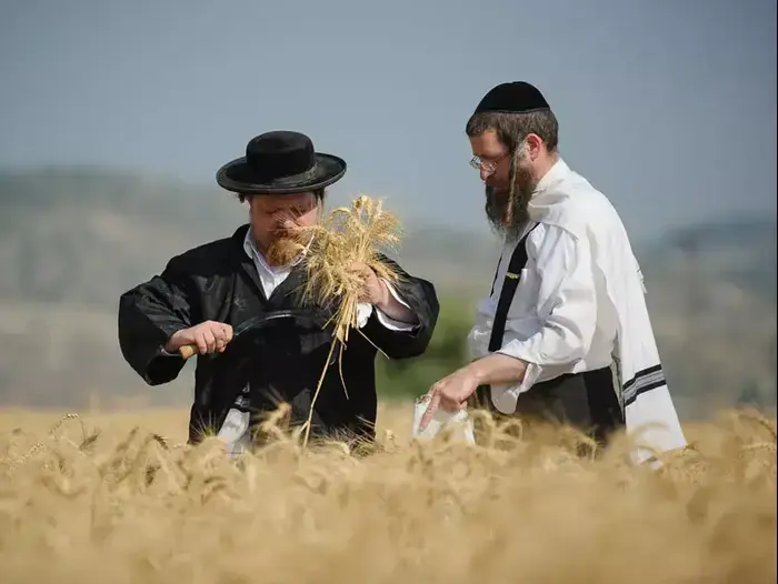 חרדים קוצרים את החיטים סמוך לישוב מבוא חורון (עומר מירון) חרדים קוצרים את החיטים סמוך לישוב מבוא חורון (עומר מירון)