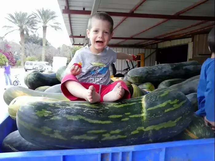 חקלאים בערבה גידלו דלועי ענק (מערכת וואלה! NEWS , רמי שדה) חקלאים בערבה גידלו דלועי ענק (מערכת וואלה! NEWS , רמי שדה)