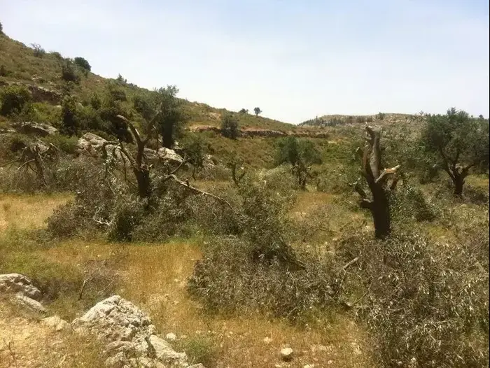 חשד לתג מחיר ליד ההתנחלות בת עין שבגוש עציון (יח"צ) חשד לתג מחיר ליד ההתנחלות בת עין שבגוש עציון (יח"צ)