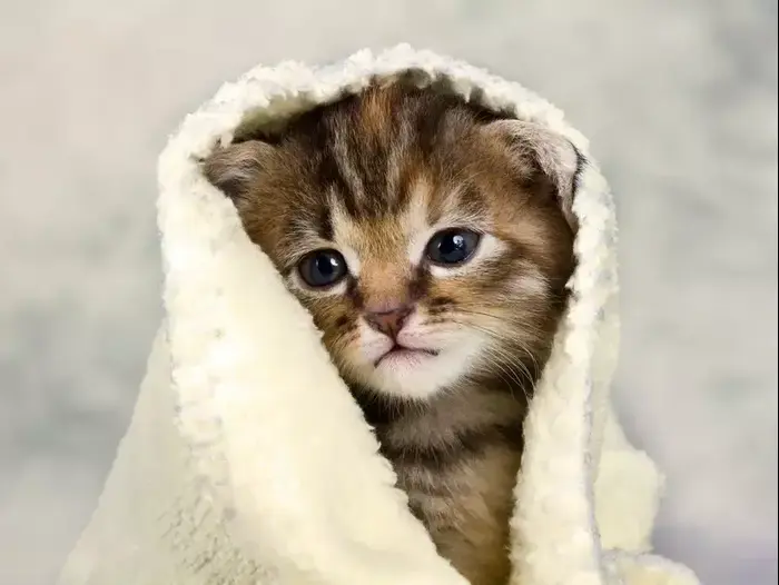 גור חתולים חמוד עטוף במגבת (ShutterStock) גור חתולים חמוד עטוף במגבת (ShutterStock)