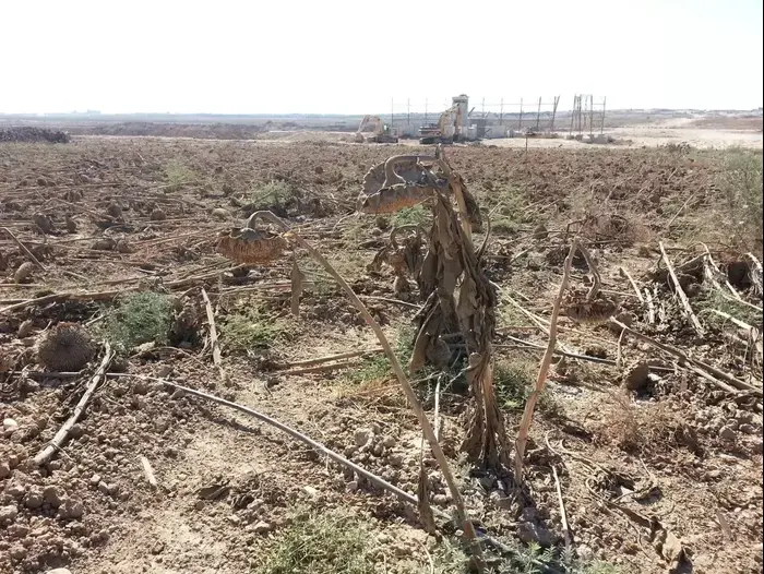 שדה חמניות בקיבוץ נחל עוז וברקע הפילבוקס בו התרחש הפיגוע (מערכת וואלה! NEWS) שדה חמניות בקיבוץ נחל עוז וברקע הפילבוקס בו התרחש הפיגוע (מערכת וואלה! NEWS)