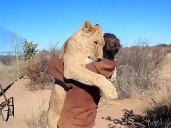 מטפל בגן חיות מקבל חיבוק מלביאה (צילום מסך , יוטיוב) מטפל בגן חיות מקבל חיבוק מלביאה (צילום מסך , יוטיוב)
