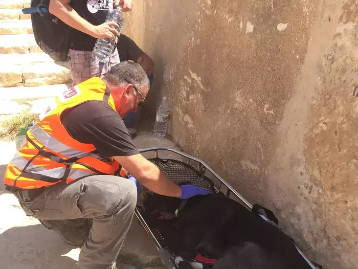 במבצע מסובך הצילו מתנדבי "איחוד הצלה" ואנשי יחידת החילוץ "הר הנגב" כלב שנפל לתהום של 30 מטרים במצפה רמון, ספטמבר 2014 (איחוד הצלה) במבצע מסובך הצילו מתנדבי "איחוד הצלה" ואנשי יחידת החילוץ "הר הנגב" כלב שנפל לתהום של 30 מטרים במצפה רמון, ספטמבר 2014 (איחוד הצלה)