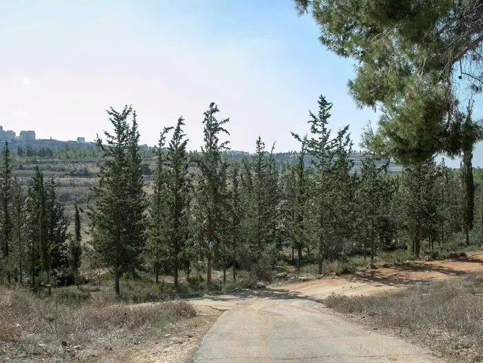 אזור יער רמות, אוקטובר 2014 (נועם מושקוביץ)