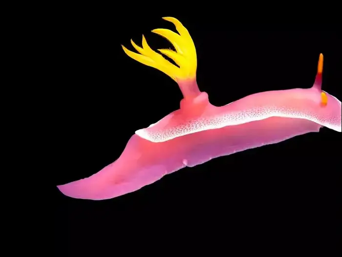 חלזון ים (צילום מסך , BBC) חלזון ים (צילום מסך , BBC)
