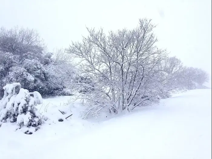 שלג בעין זיוון 12.2.2015 (תמונות גולשים , ניר שטיינברג)