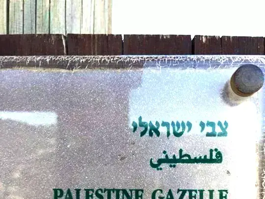 תמונה של הצל בפייסבוק: צבי ישראלי בגן החיות התנכ"י (צילום מסך , פייסבוק)