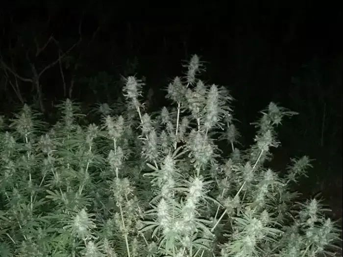 באמצע שדות של כפר חב"ד נמצא שדה גדול של קאנביס, יולי 2015 (חטיבת דובר המשטרה) באמצע שדות של כפר חב"ד נמצא שדה גדול של קאנביס, יולי 2015 (חטיבת דובר המשטרה)